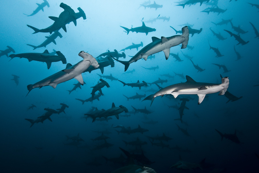 a-large-school-of-hammerhead-sharks-at-alcyone.-edwar-herrea-o