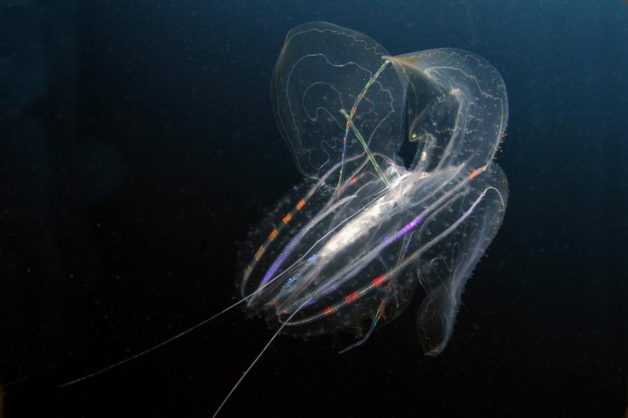 comb-jellies-avi-klapfer