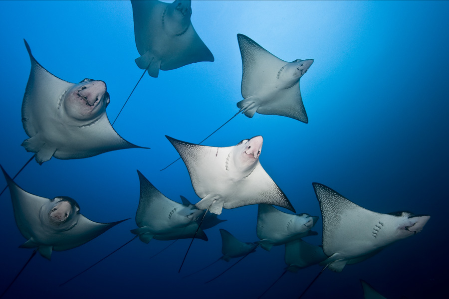 eagle-rays-gracefully-soar-in-the-current-at-manuelita-outside.-edwar-herrea-o