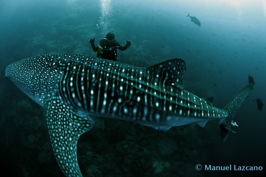 guest-with-a-whale-shark-at-dos-amigos-pequeno-manuel-lazcano