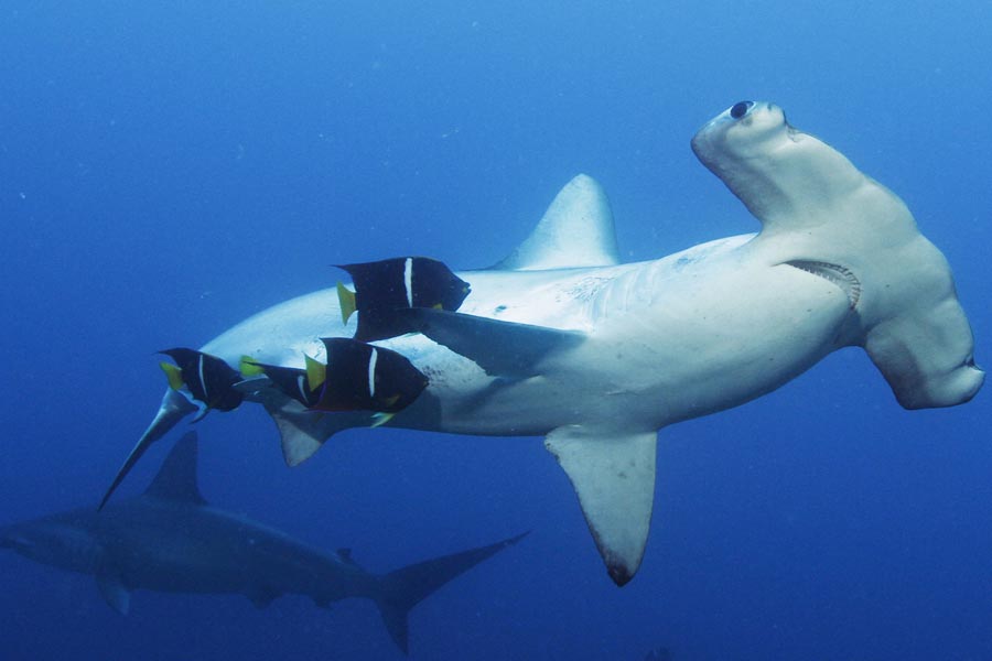 hammerhead-sharks-avi-klapfer