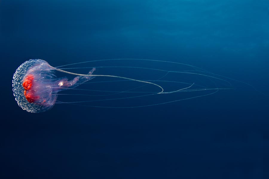 jellyfish-avi-klapfer