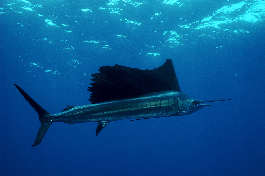 sailfish-avi-klapfer