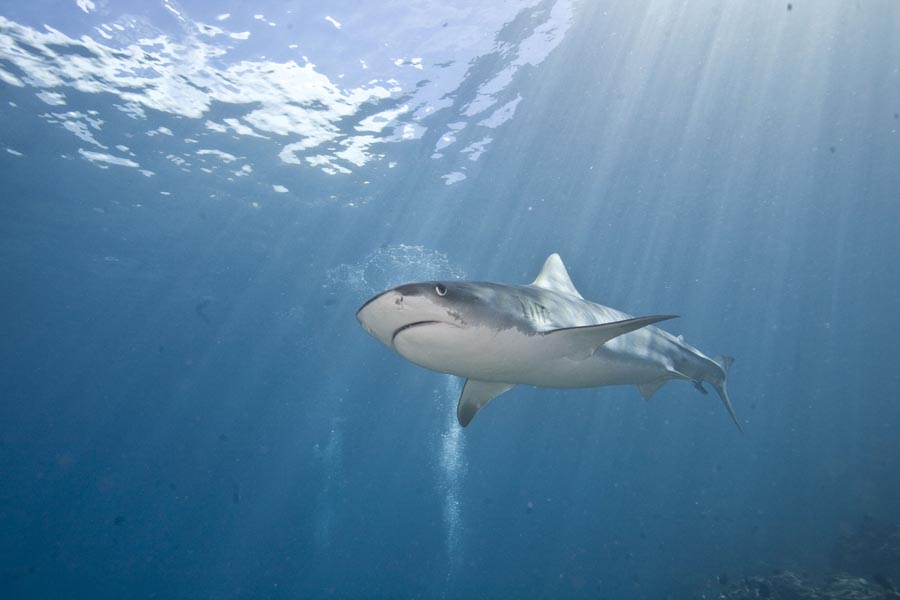 tiger-shark-undersea-hunter-group