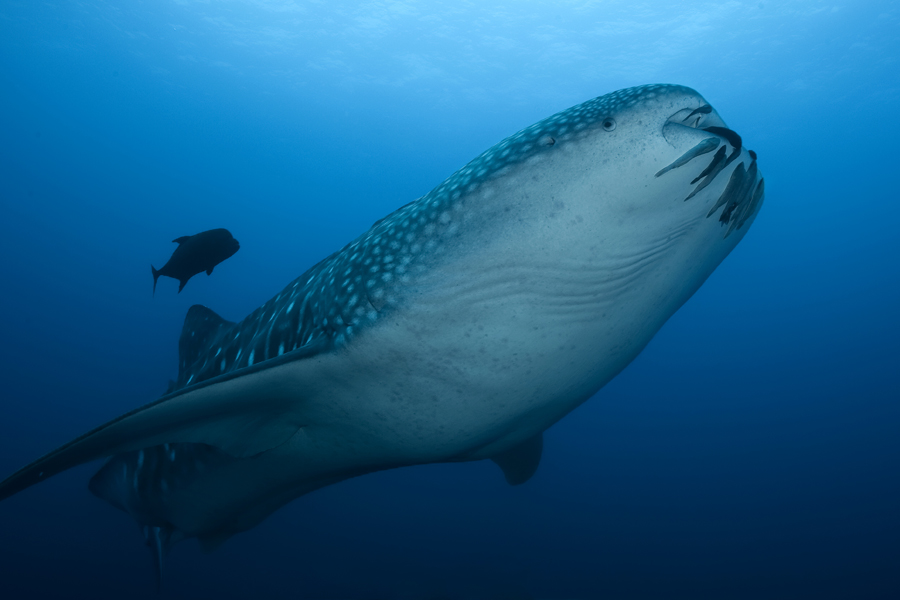 whale-shark-shmulik-bloom