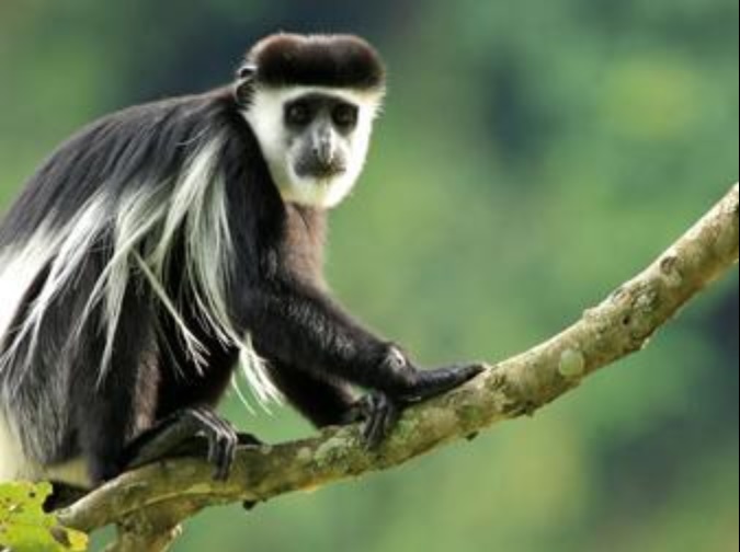 Black and white colubus monkey