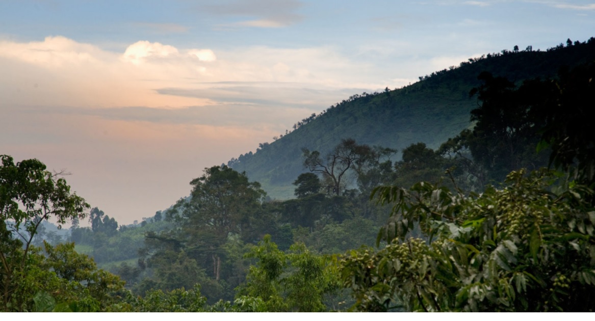 Bwindi forrest