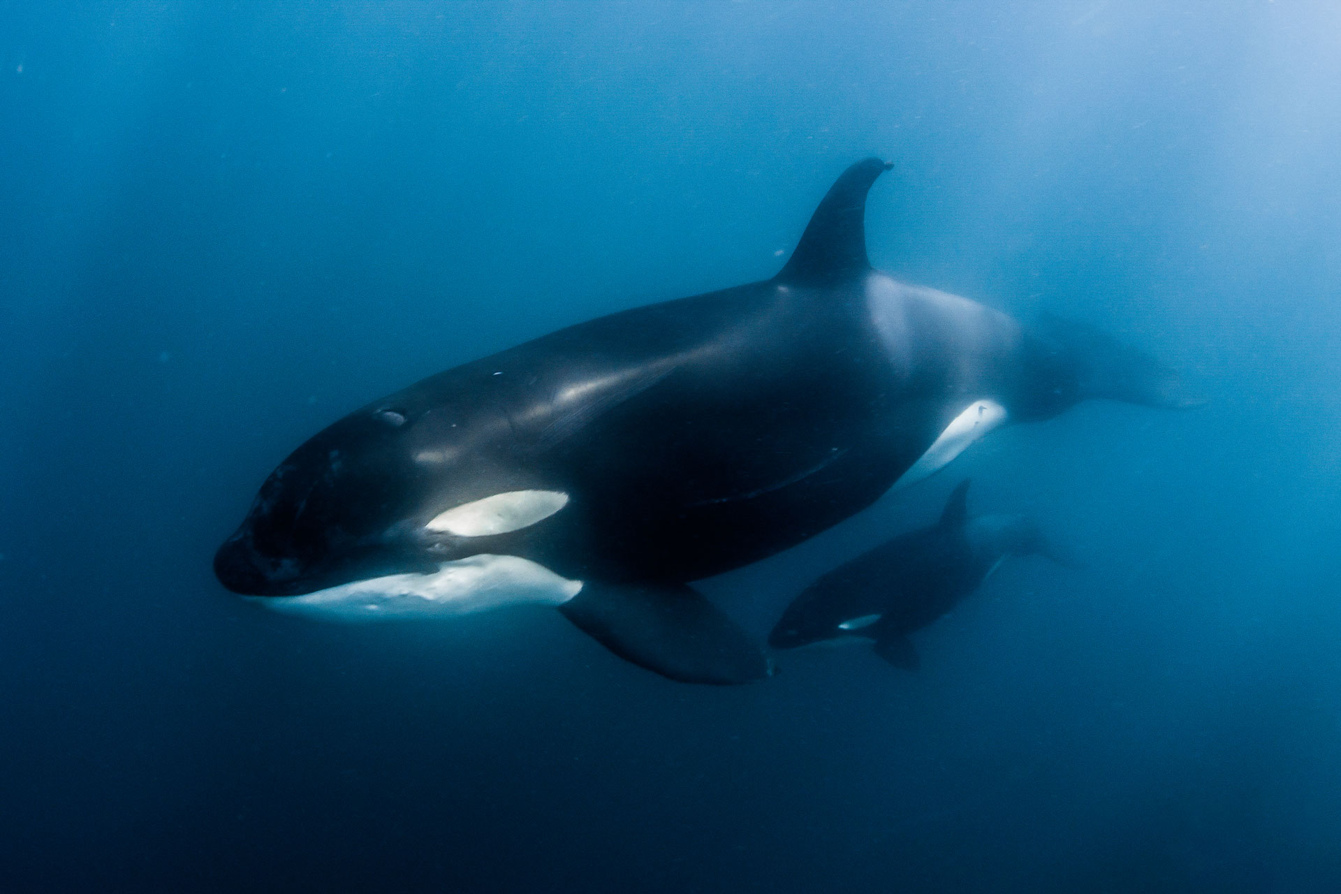 Orca1