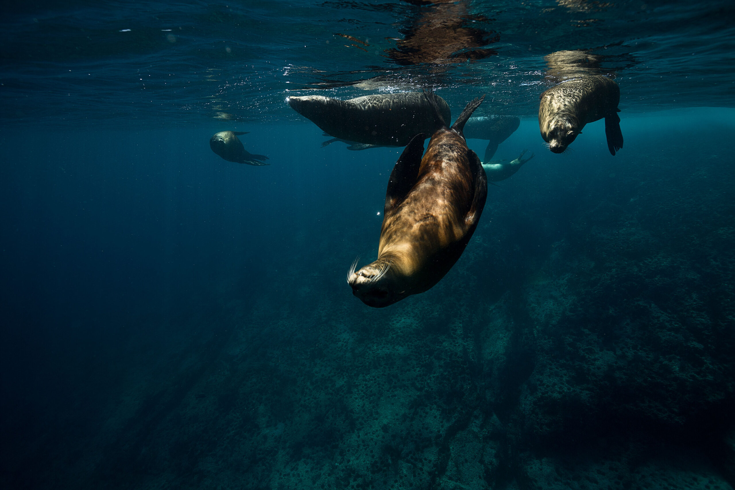 Sea-Lion2