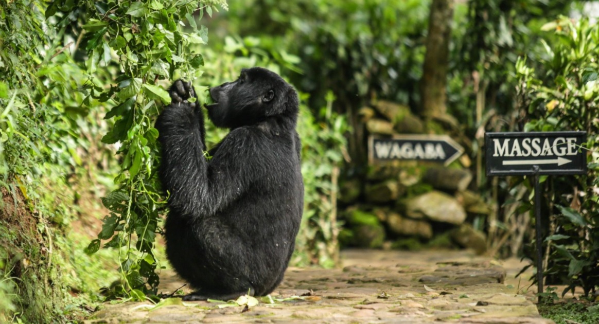 baby gorilla