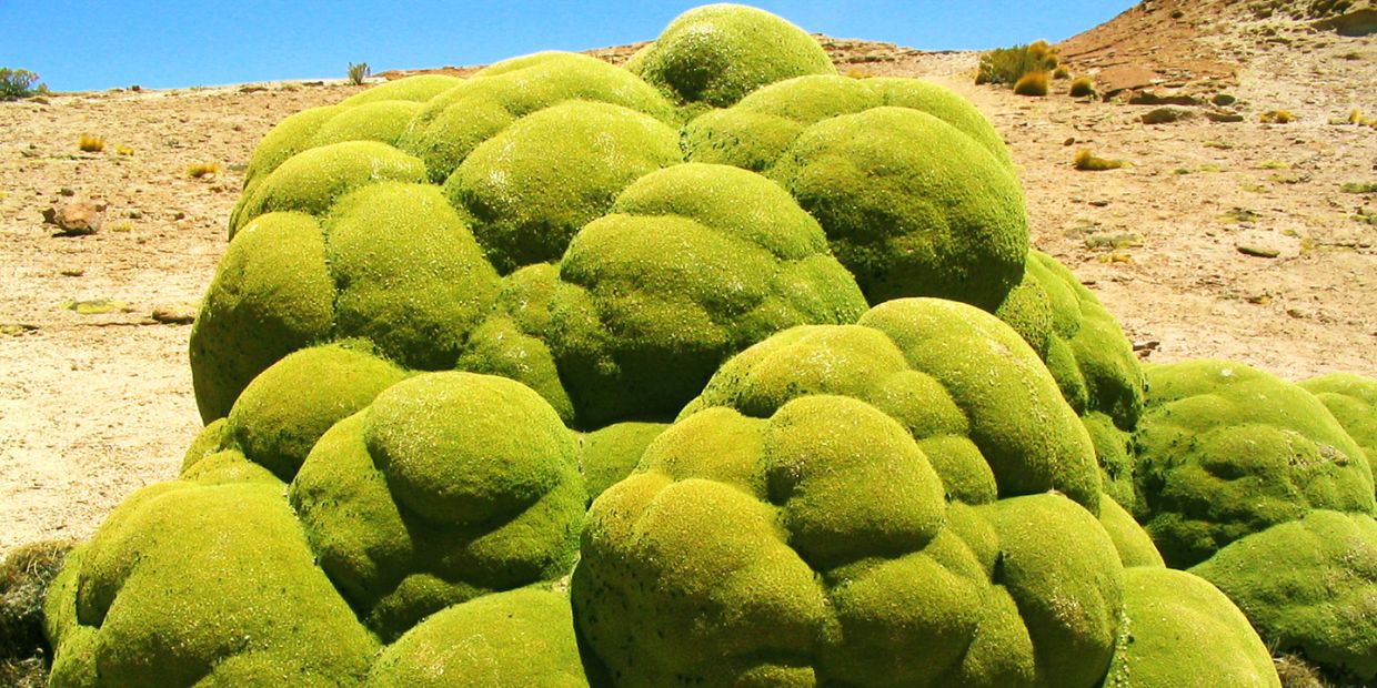 llareta-exotic-flora-adaptation-San-Pedro-de-Atacama-Chile