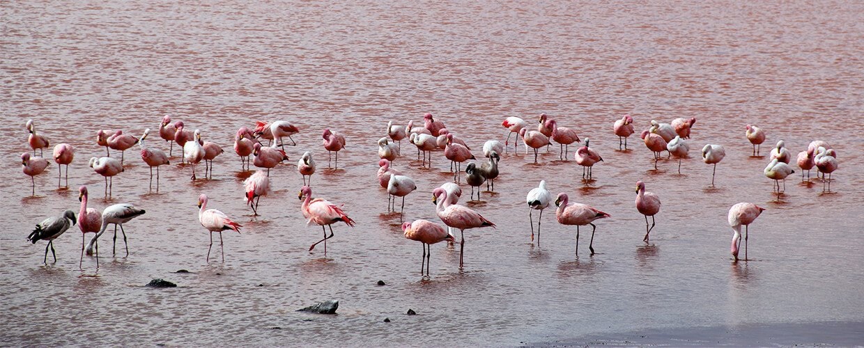 ALTIPLANO LAGOON 3