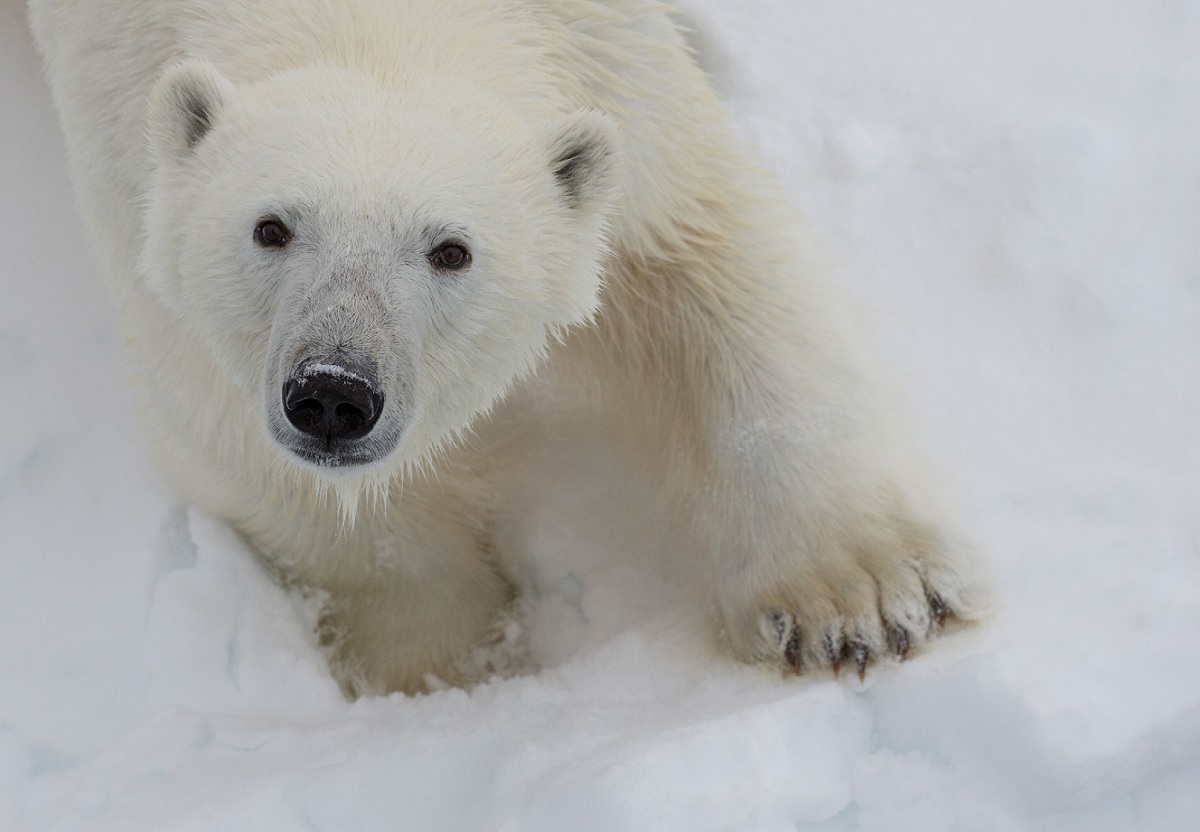 Spitsbergen-Highlights_SEF_NOR_05062018 0901…_Credit-Sue Flood