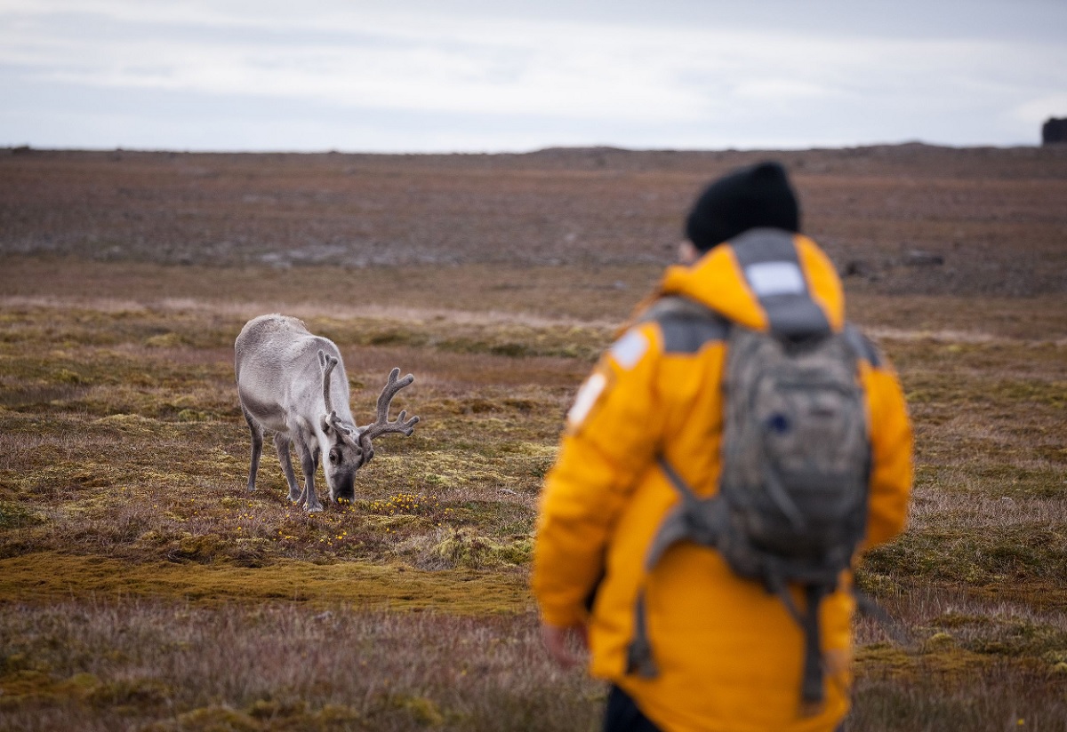 Spitsbergen-Highlights_svalbard_reindeer_sundn…-AcaciaJohnson_12