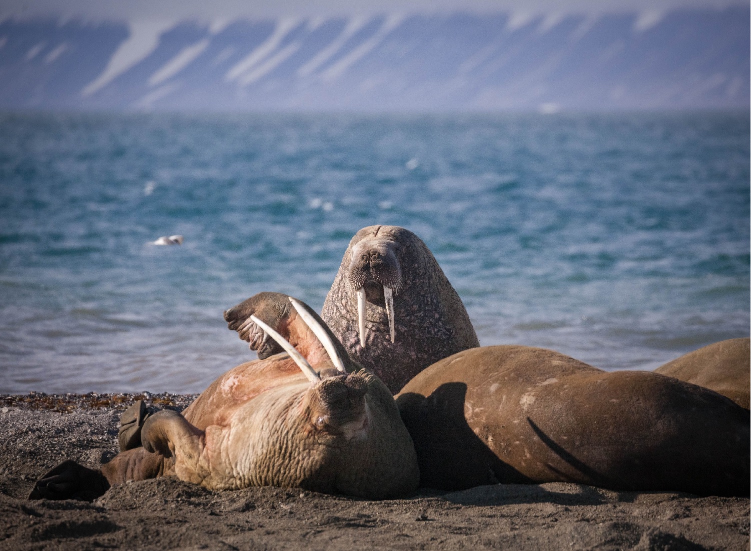 Spitsbergen-Highlights_walrus_ardneset_svalbar…it-AcaciaJohnson_3