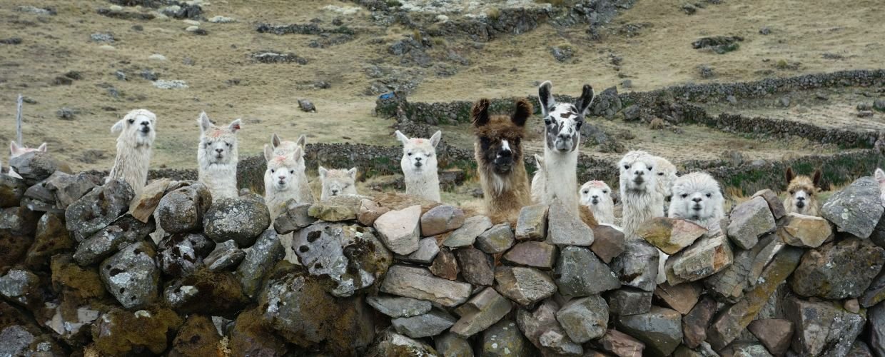 alpacas-and-llamas-typical-fauna-from-Peru-animals-Sacred-Valley-1-mugoh0k6nyc1vb72aqvbmtwophr7i9vxnndeesa7pk
