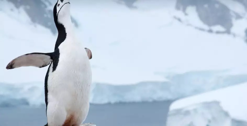 chinstrap penguin calling his mate