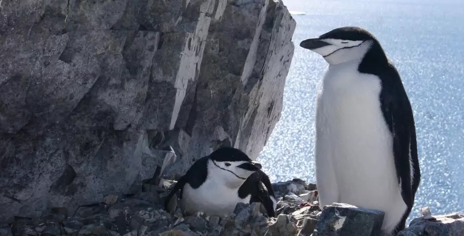 chinstrap penguin nesting
