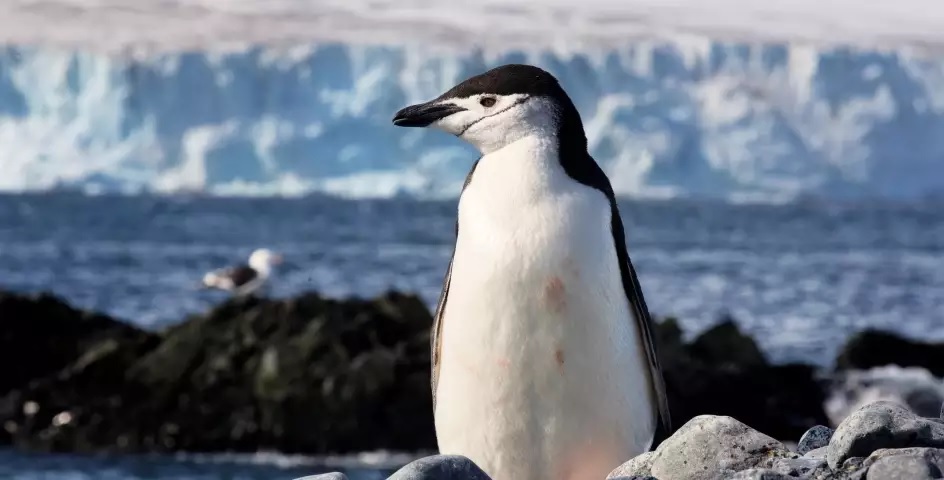 chinstrap penguin solo