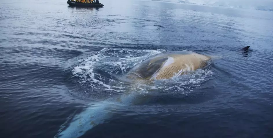 close whale watching drake