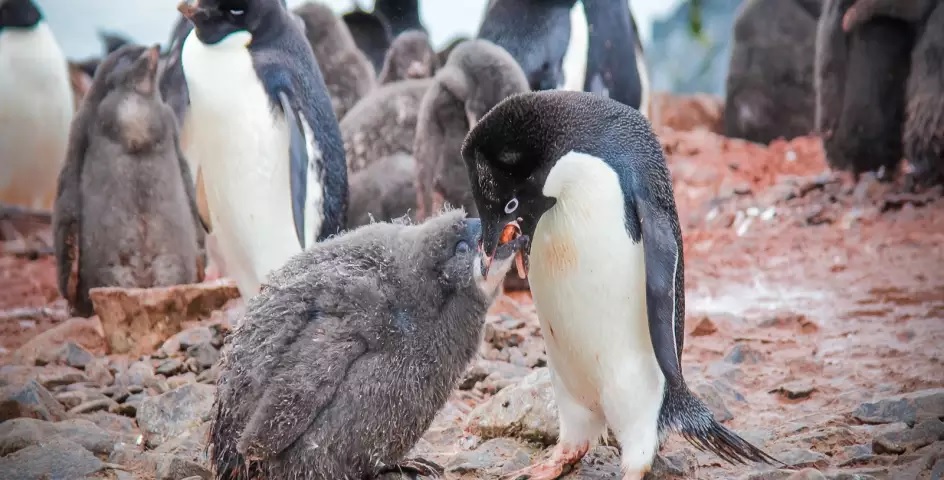 feeding time penguins