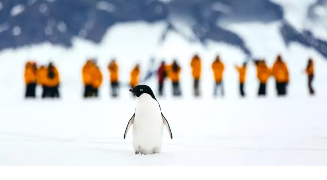 fly the drake davidmerronuntitled adelie penguin