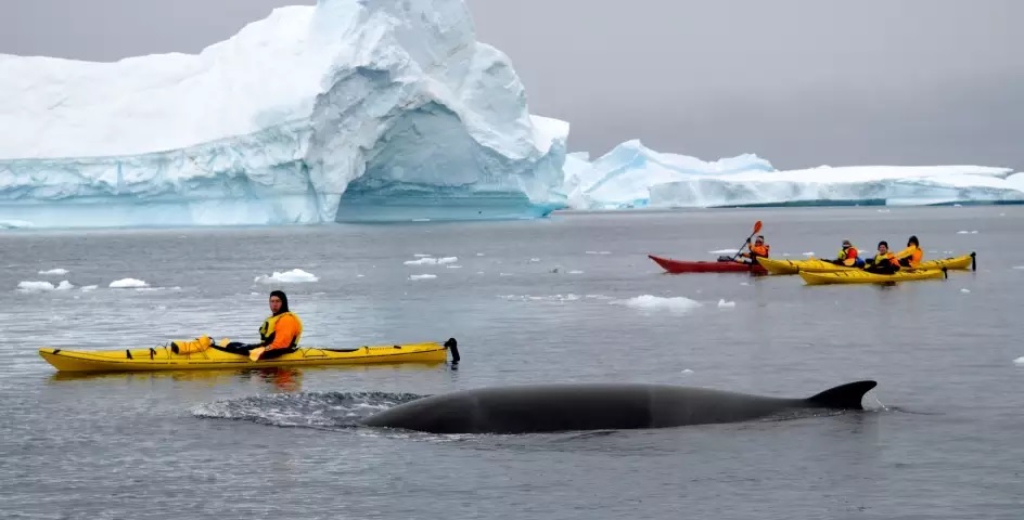 kayaking with whales fly the drake