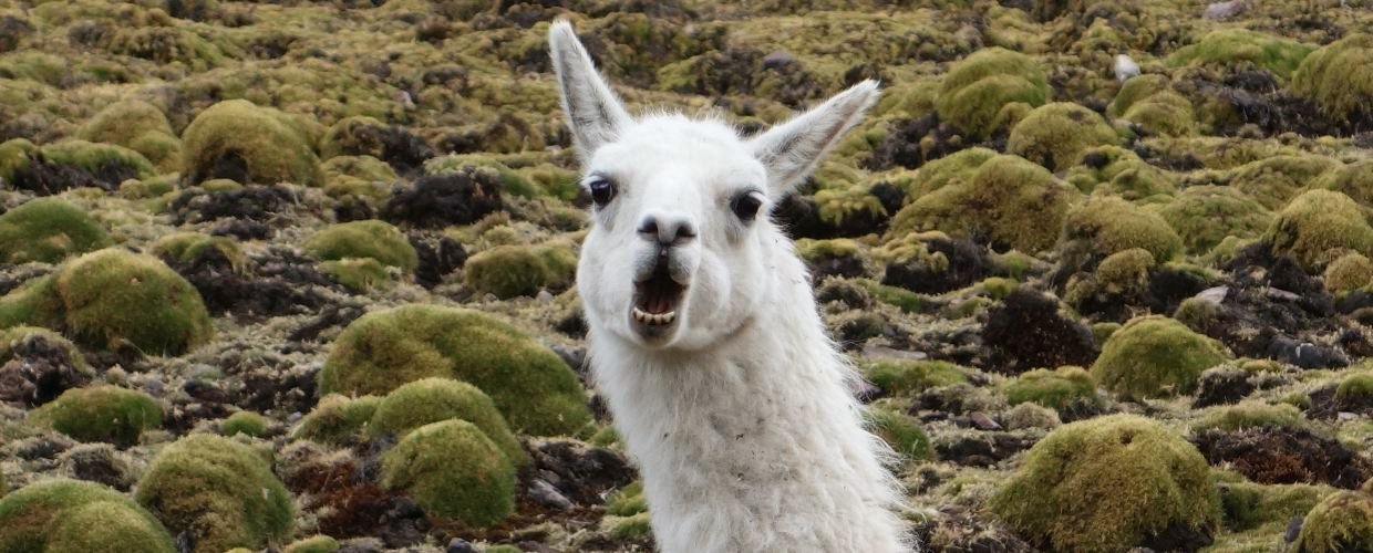 llama-unique-animal-fauna-Sacred-Valley-Peru-1-mugohm6h155nacbnsi7qq6gadcsnfb9remdkg5e5qg
