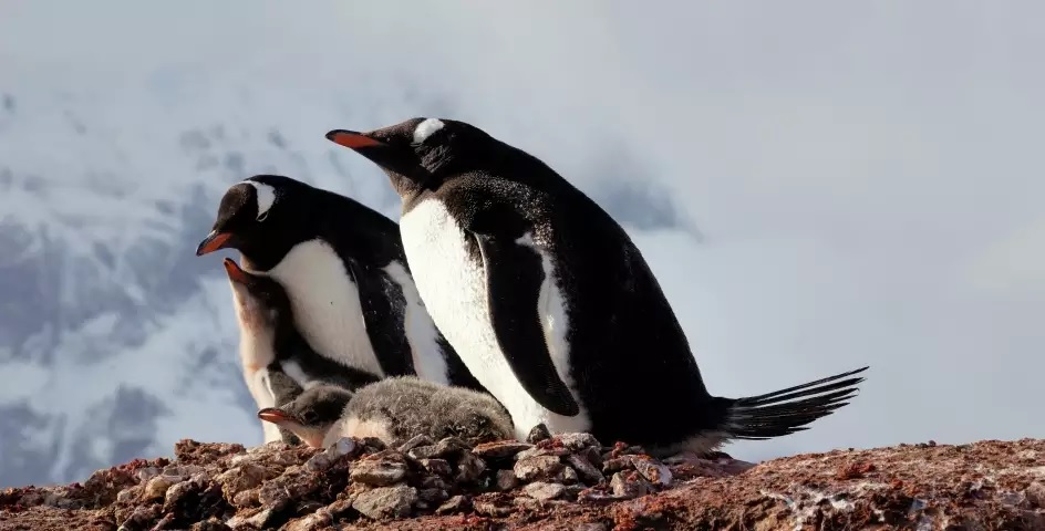 penguin family