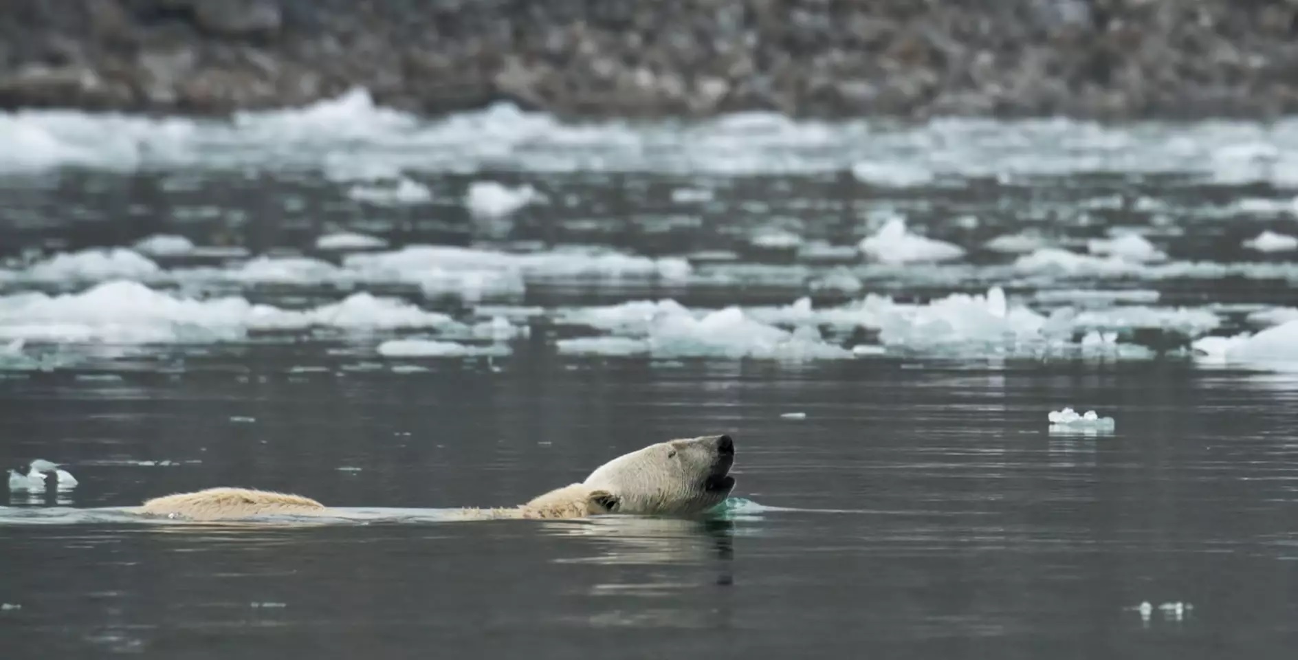 polar bear swimming