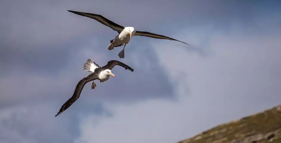 quarkexpeditions-black-browed-albatross-west-point-island-falklandisland-acaciajohnson-2