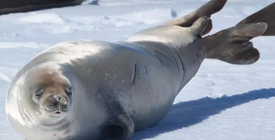 seal enjoying antarctic sunshine