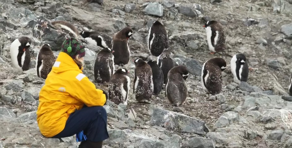 up close penguin group