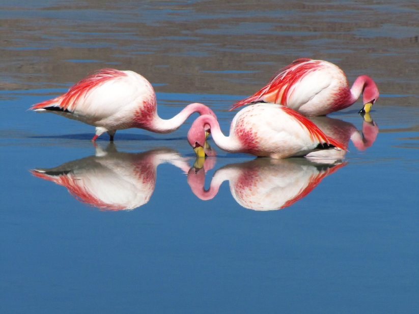 uyuni fauna 2