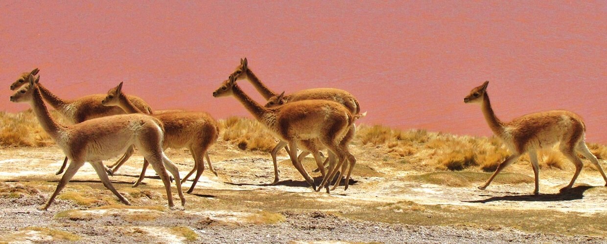 uyuni fauna 4