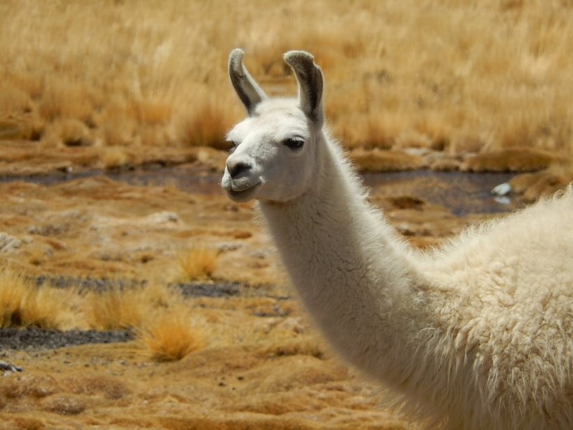 uyuni fauna