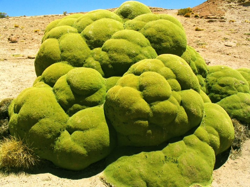 uyuni flora