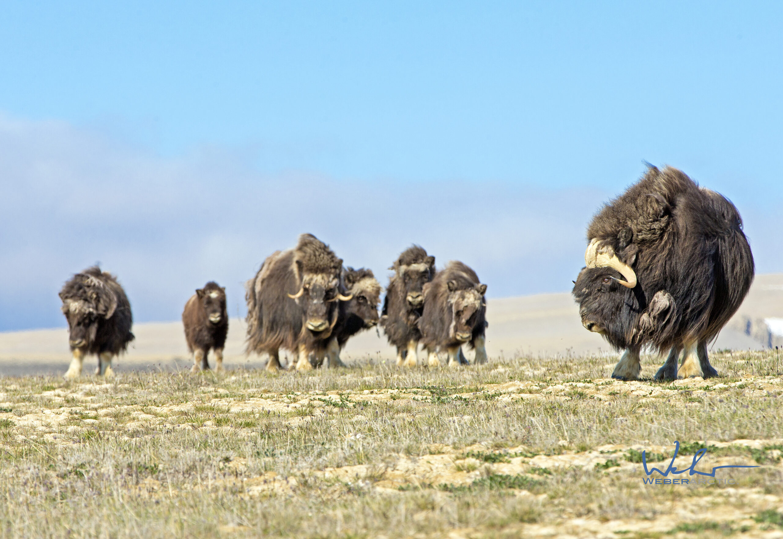 A herd of Muskoxen on Somerset Island