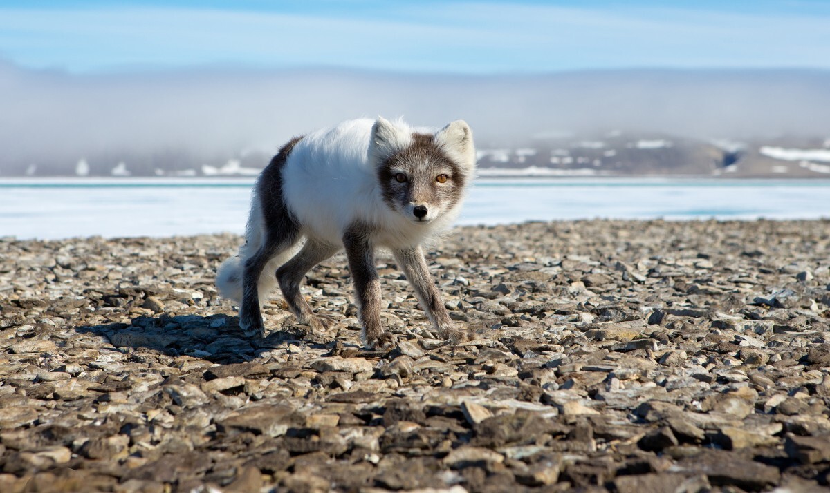 Arctic-Fox-selfie