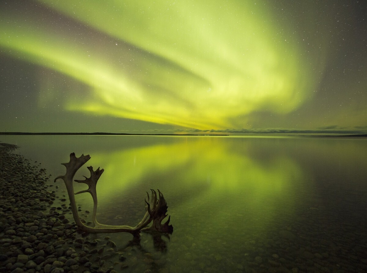 Aurora_borealis_northern_lights_at_Arctic_Haven_caribou