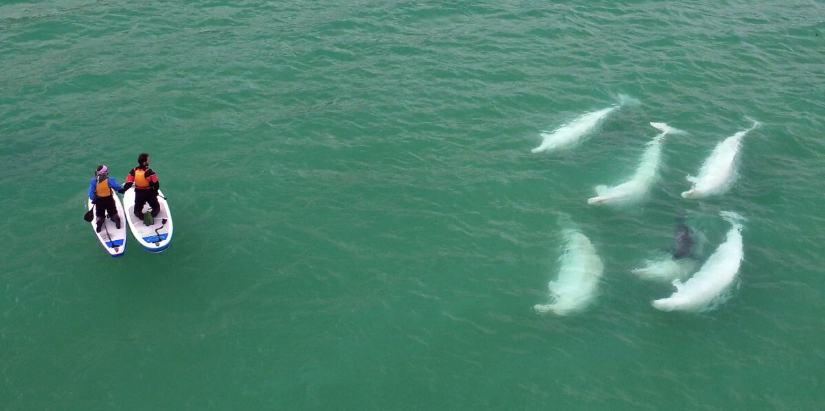 Beluga_stand_up_paddle