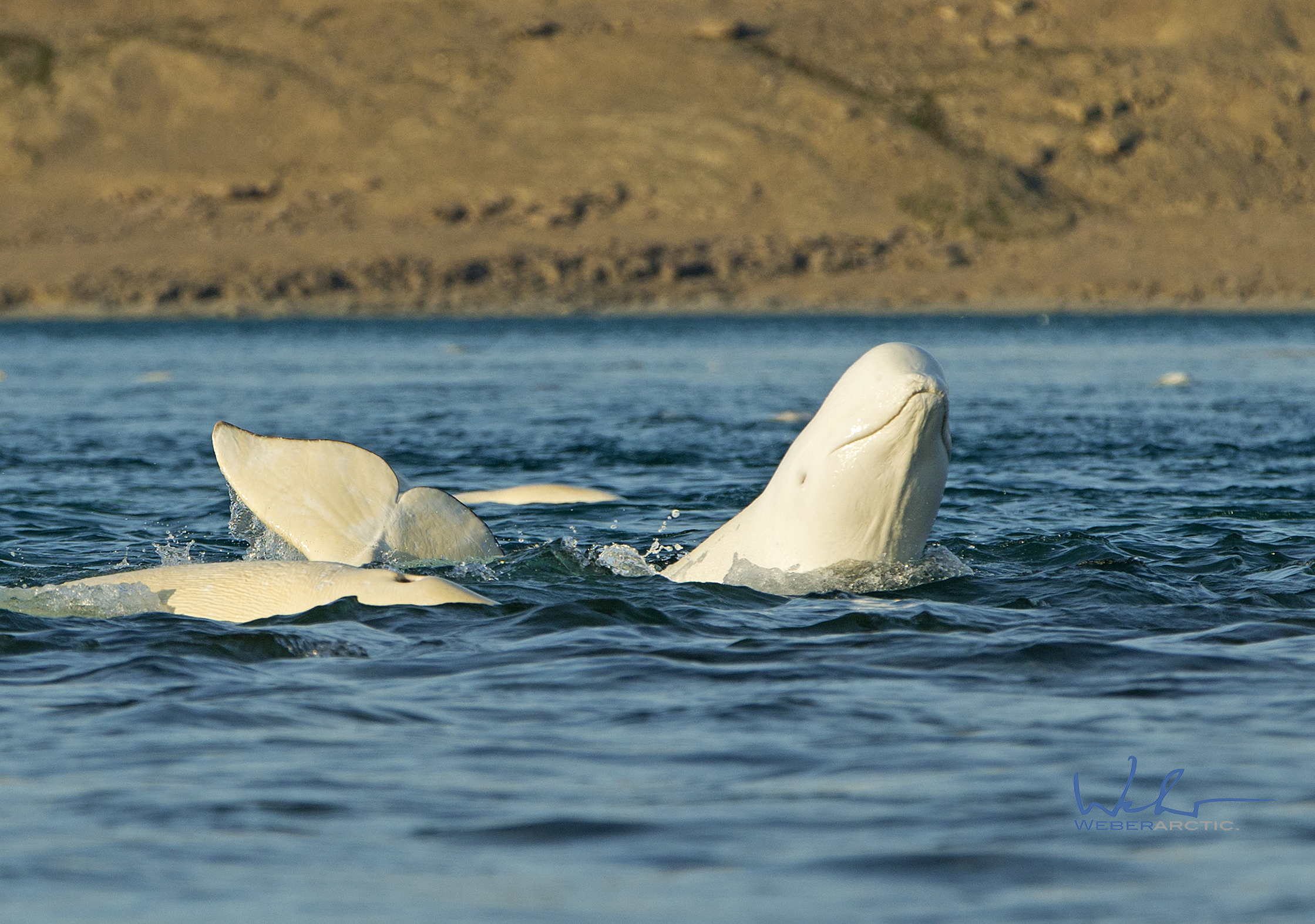 Belugas frolicking in Cunningham Inlet