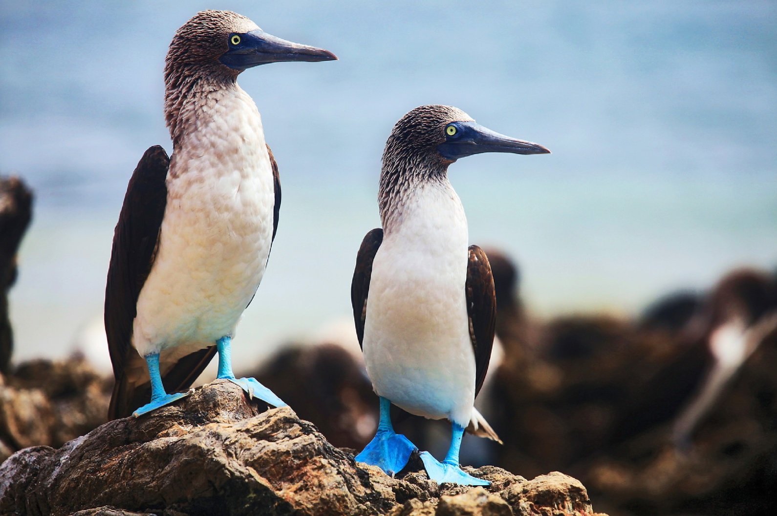 Blue footed boobies galapagos main