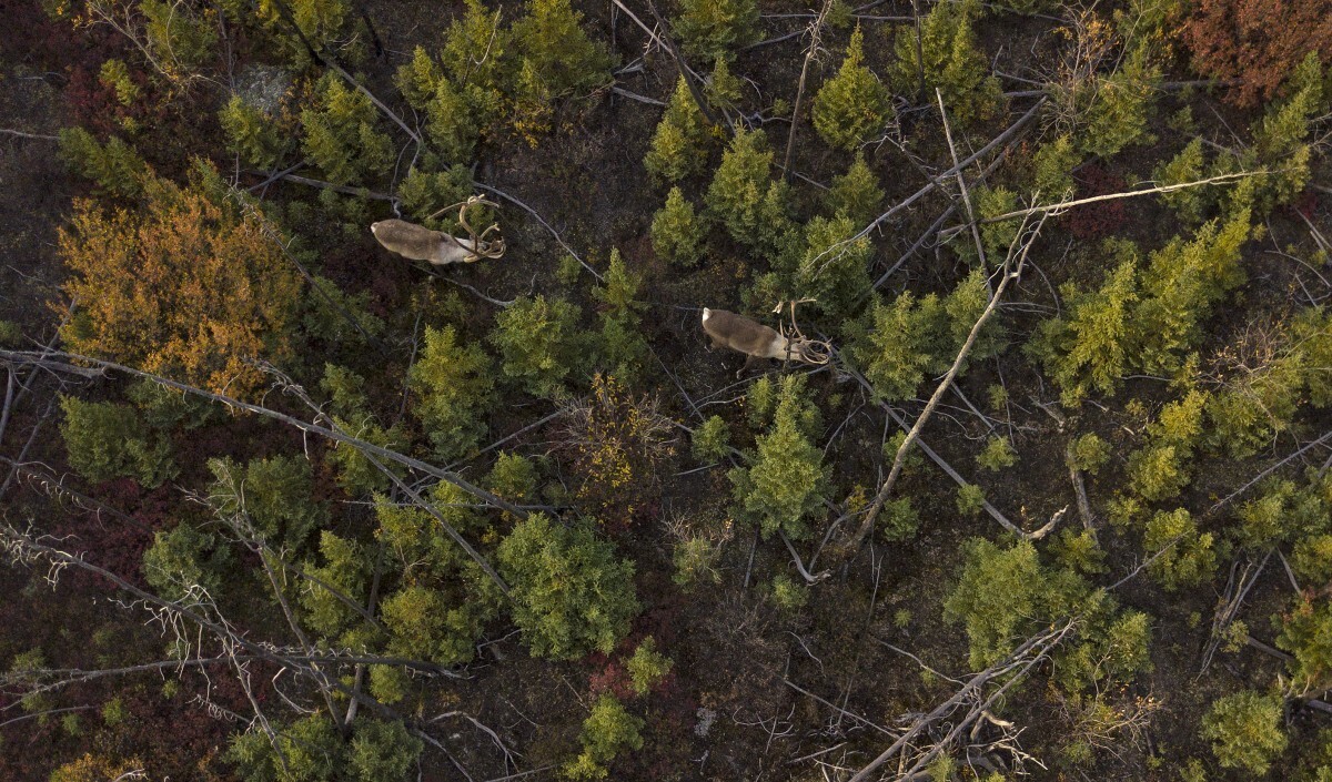 Caribou-in-forest