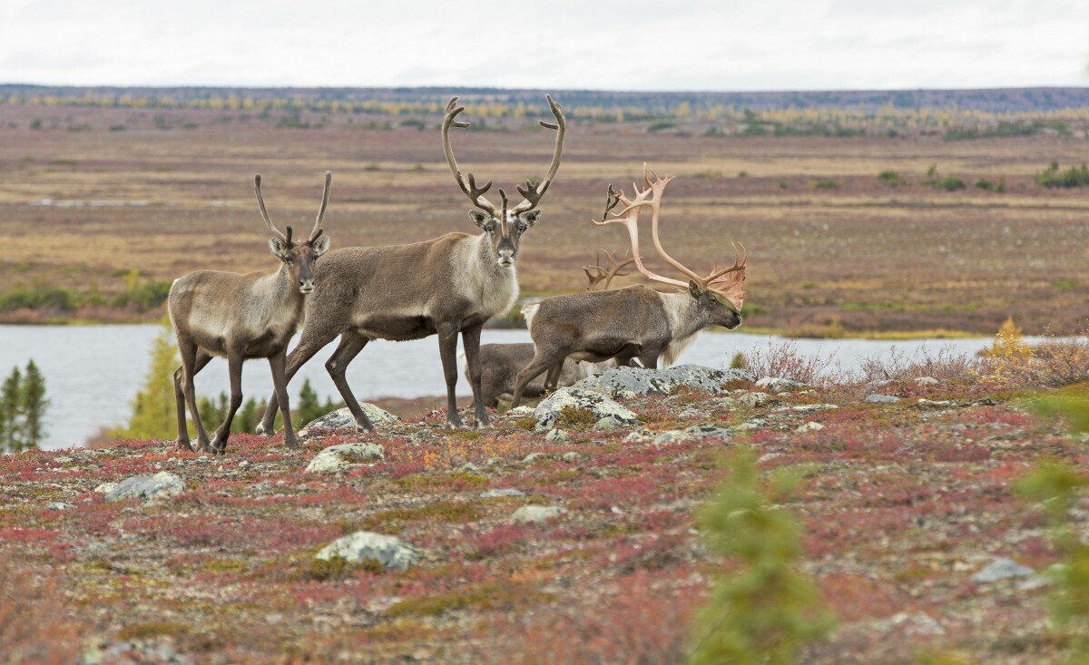 Caribou_Arctic_Haven