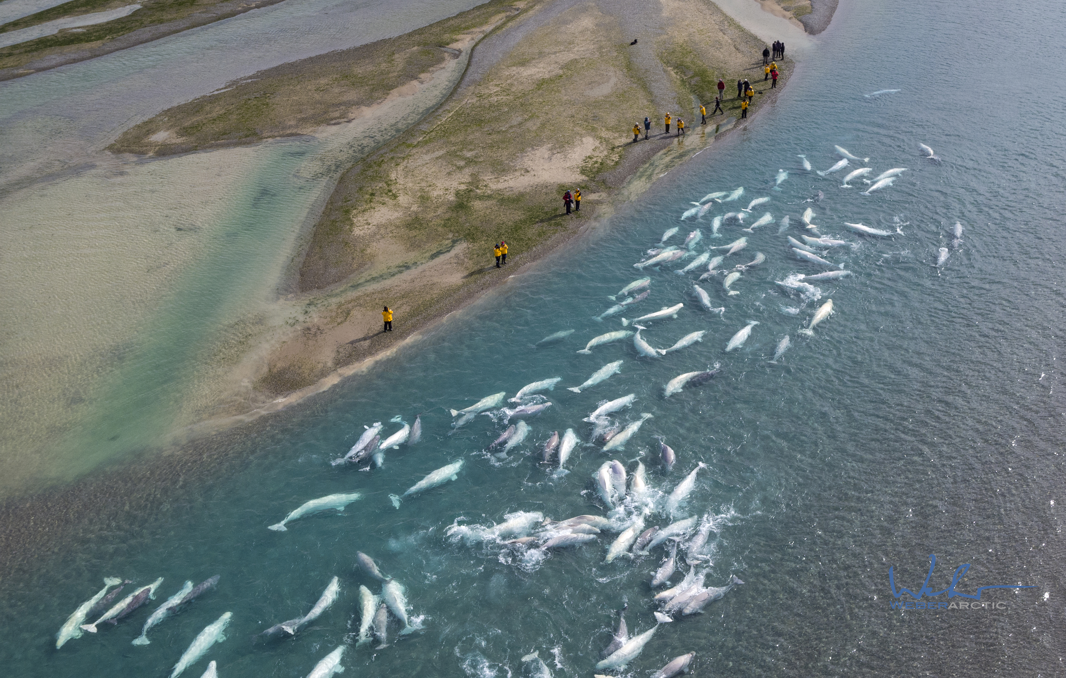 Drone photograph - belugas in Cunningham River & Guests near Arctic Watch