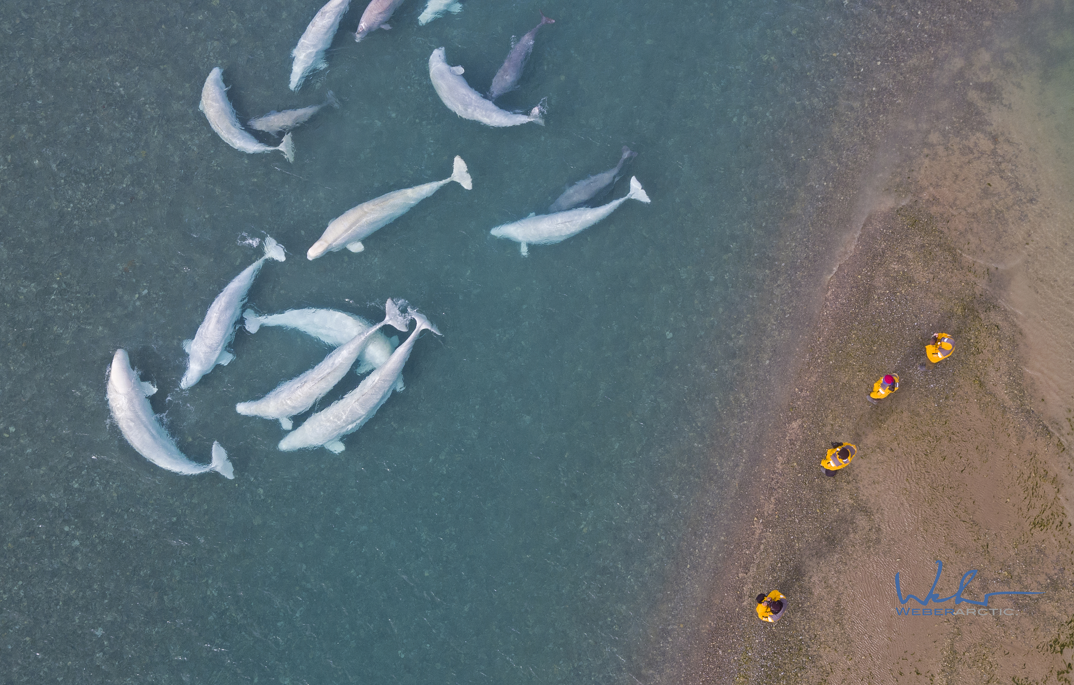 Drone photography - Beluga whales & guests