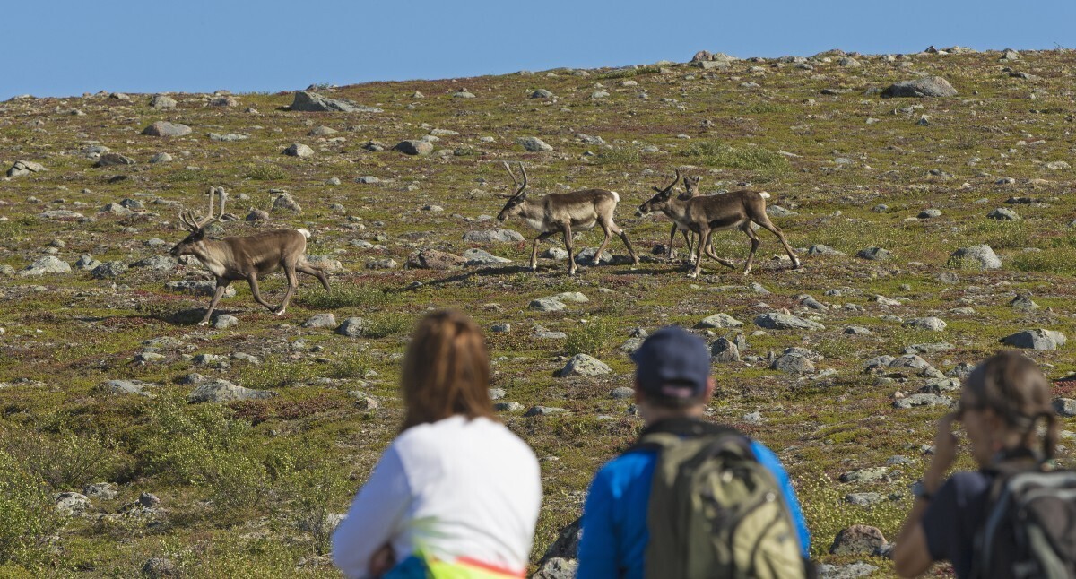 Guests-viewing-caribou-herd
