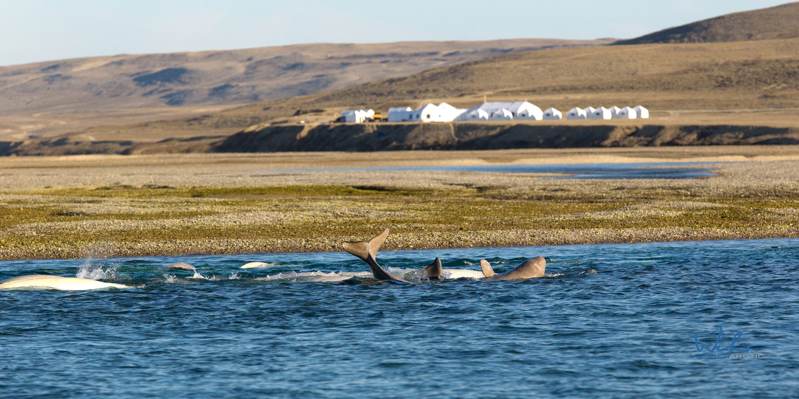 Juvenile beluga playing in front of Arctic Watch