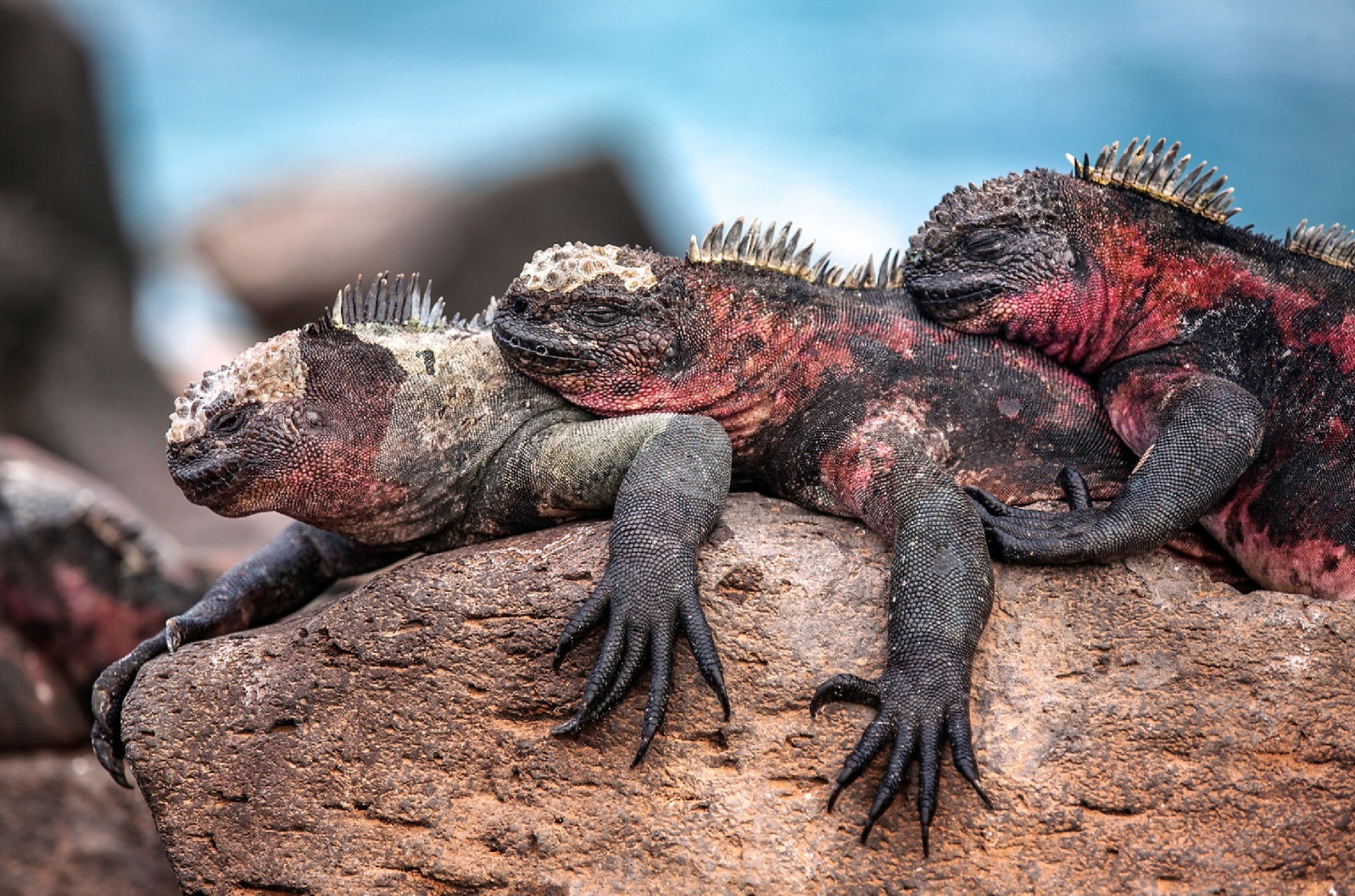 Land iguanas- española island